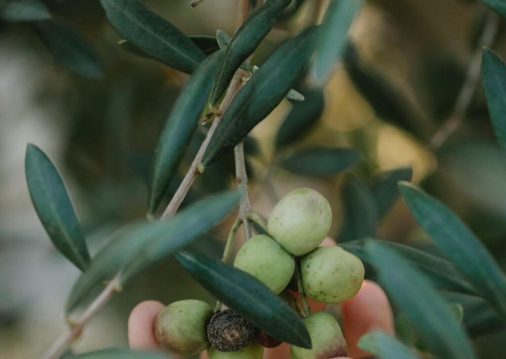 Maladies et ravageurs d’Olivier