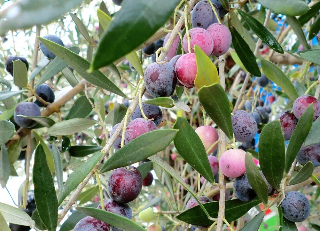 Maladies et ravageurs d’Olivier