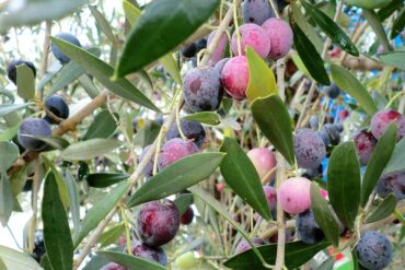 Biostimulants en production végétale : 3 rôles importants.