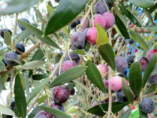 Maladies et ravageurs d’Olivier