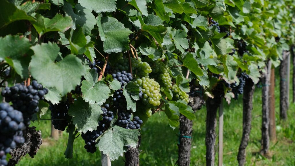 Maladies et ravageurs de la Vigne