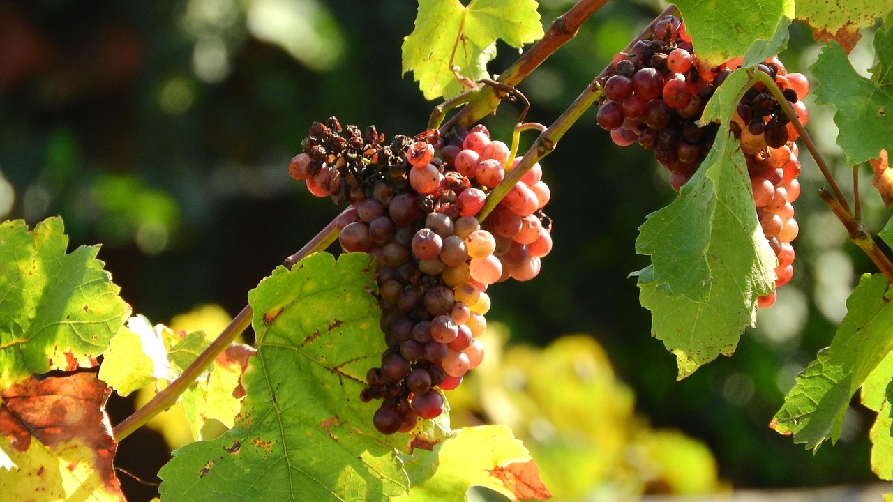 Maladies et ravageurs de la Vigne
