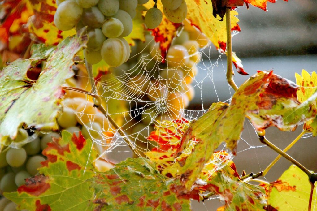 Maladies et ravageurs de la Vigne