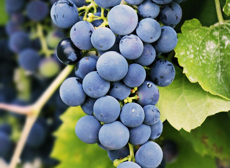 Maladies et ravageurs de la Vigne