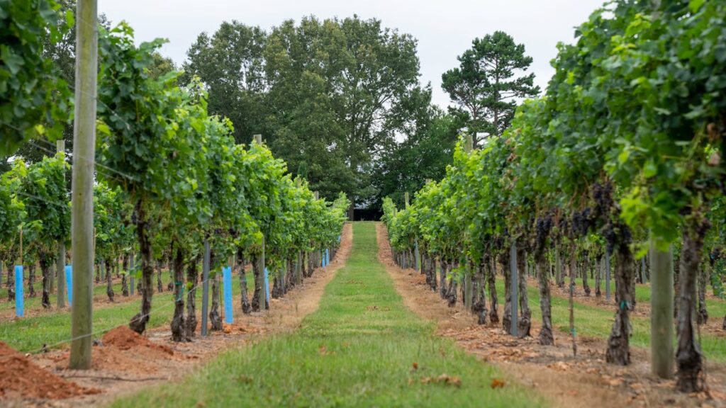 Cultures intercalaires