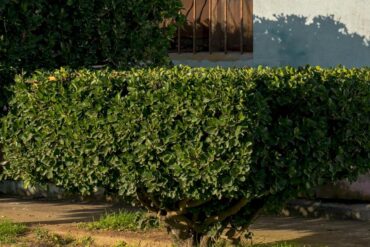 Maladies et ravageurs de Pommier : 10 les plus importants.