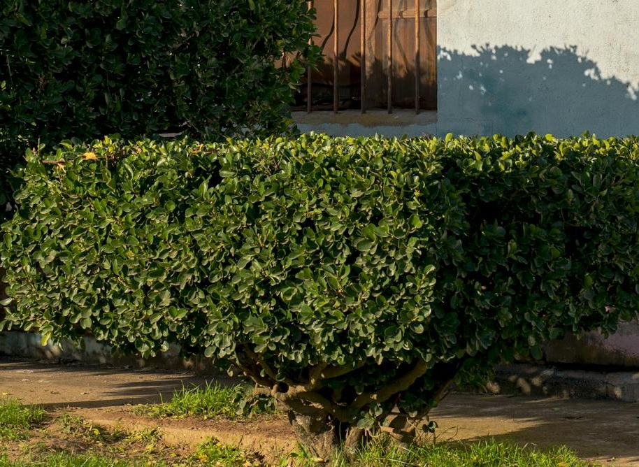Taille ou élagage des arbres aux jardins