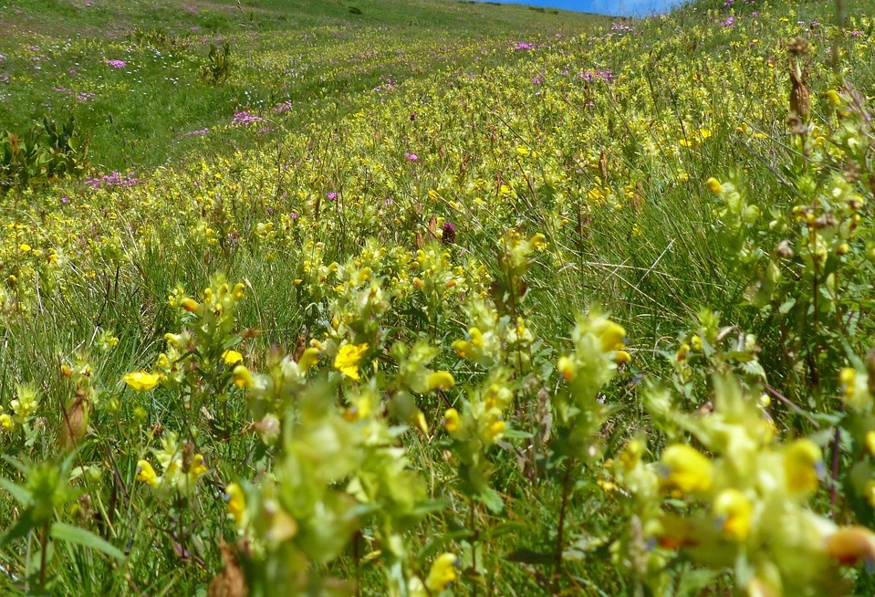 Orobanche
