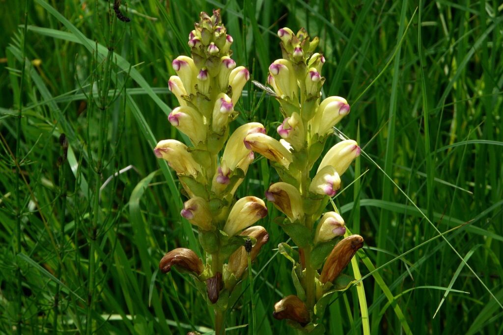 Orobanche