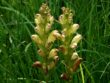 Orobanche