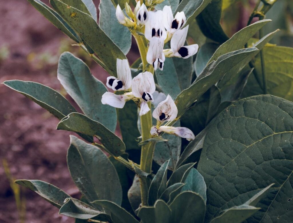 Orobanche