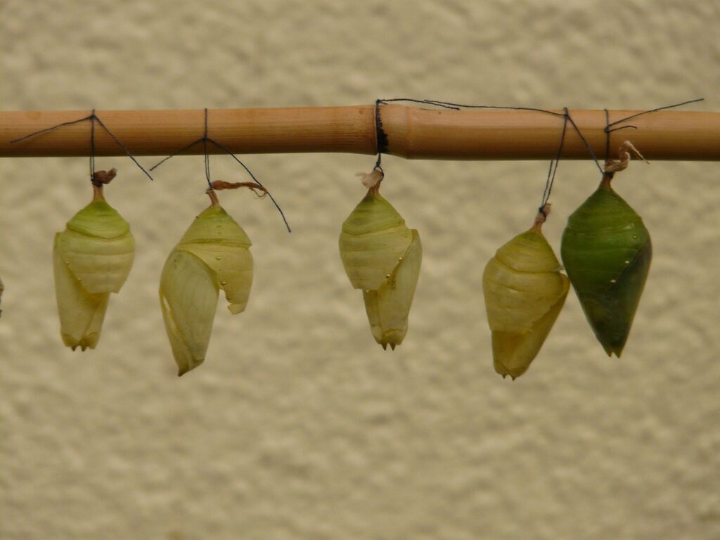 Degré jour en production végétale