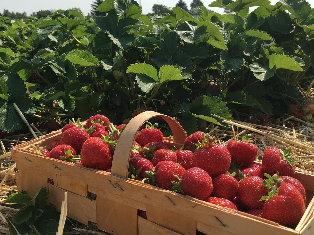 Maladies et ravageurs de Fraisier