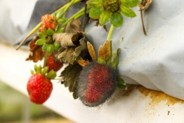 Biostimulants en production végétale : 3 rôles importants.