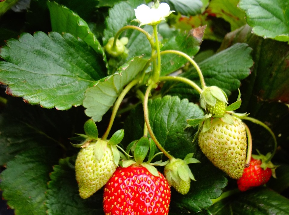 Maladies et ravageurs de Fraisier