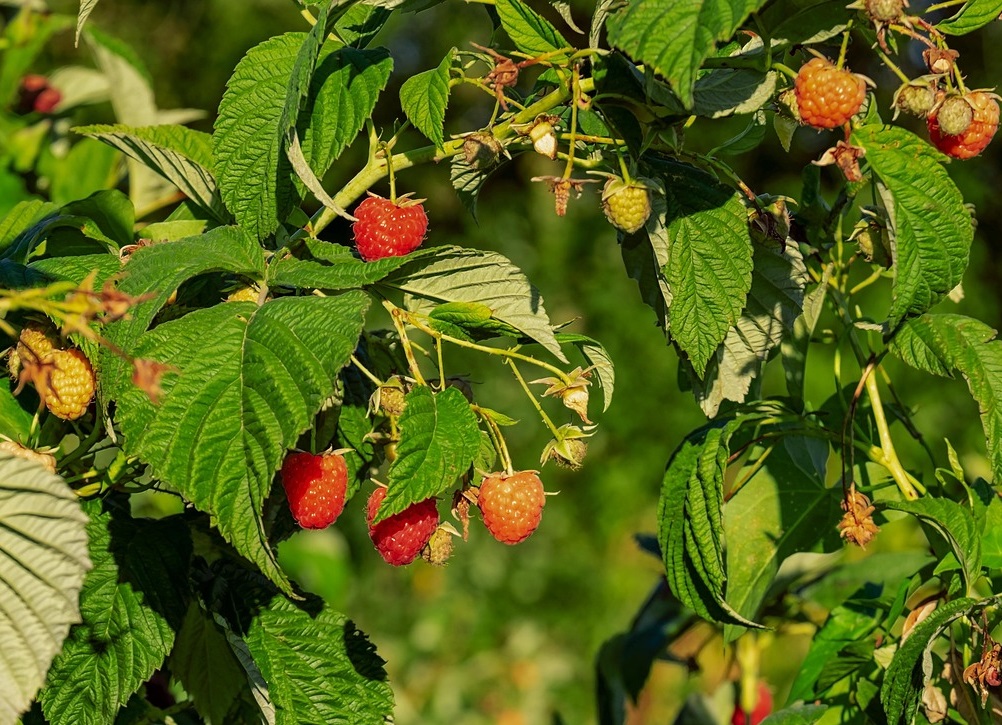 Maladies et ravageurs de Framboisier