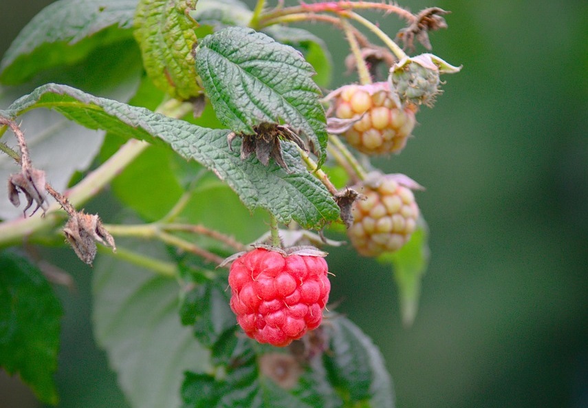 Maladies et ravageurs de Framboisier