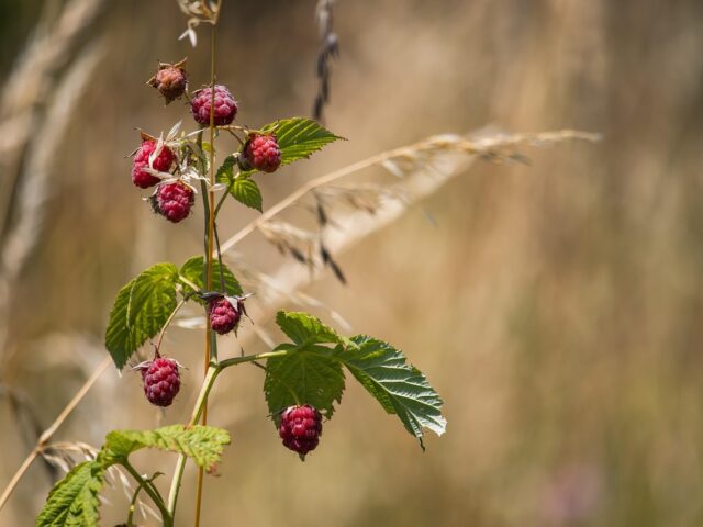 Maladies et ravageurs de Framboisier