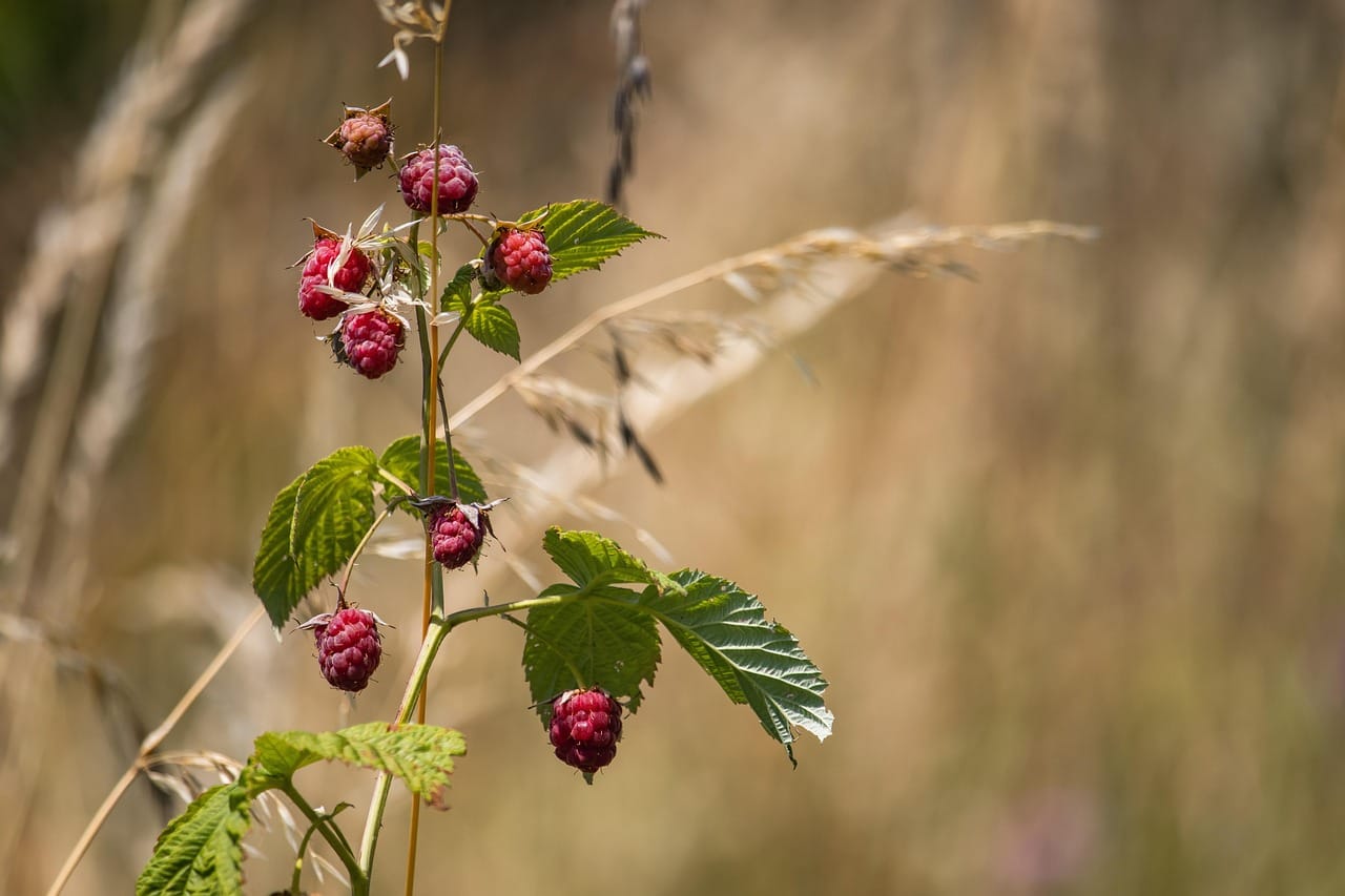 Maladies et ravageurs de Framboisier