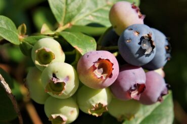Semences végétales : 2 critères importants de choix !