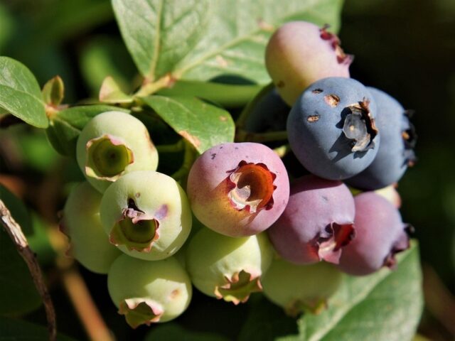 Maladies et ravageurs de Myrtillier