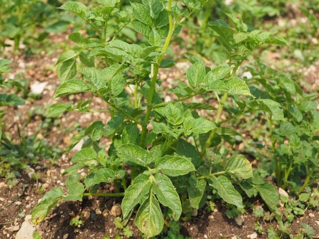 Bioagresseurs de la Pomme de terre
