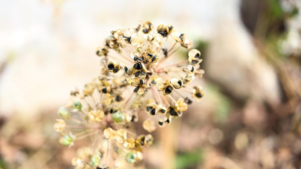 Semences végétales