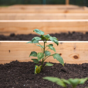 Carrés potagers