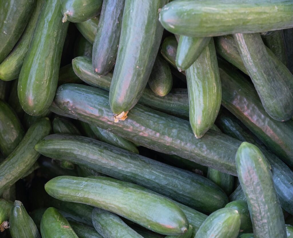 Maladies et ravageurs de Concombre