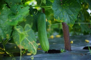Agriculture urbaine : 3 limites importantes à savoir !
