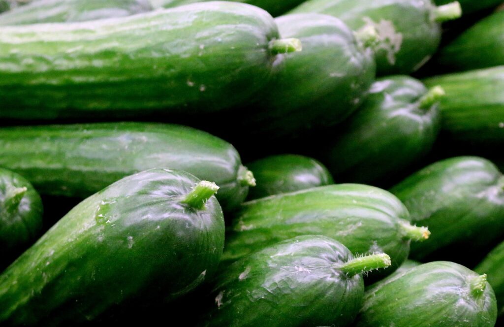 Maladies et ravageurs de Concombre