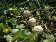 Maladies et ravageurs de Melon