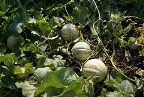 Maladies et ravageurs de Melon