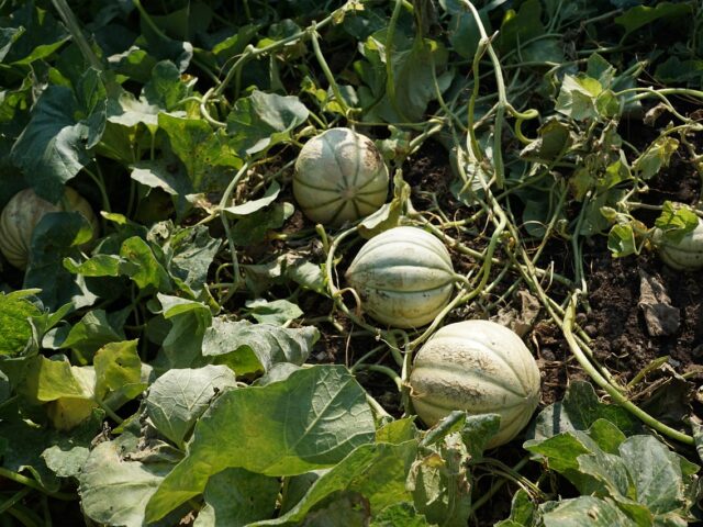 Maladies et ravageurs de Melon