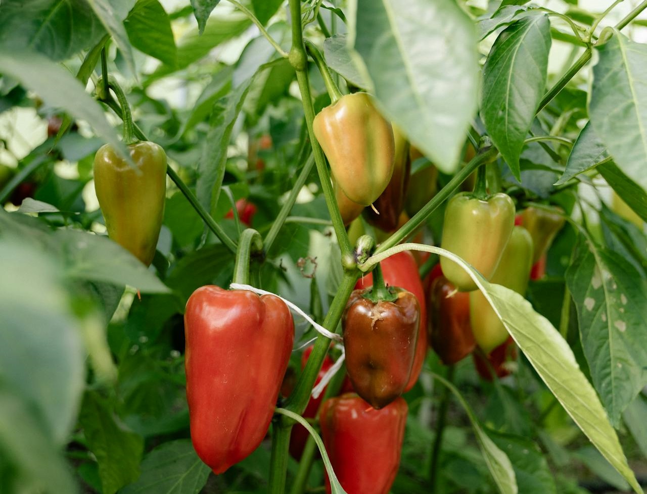 Maladies et ravageurs de Poivron