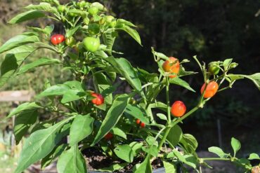 Valeur ajoutée de cultures végétales : 16 ex. importants.