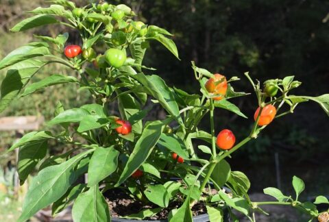 Maladies et ravageurs de Poivron