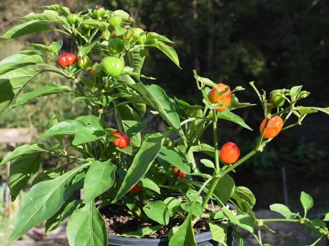 Maladies et ravageurs de Poivron