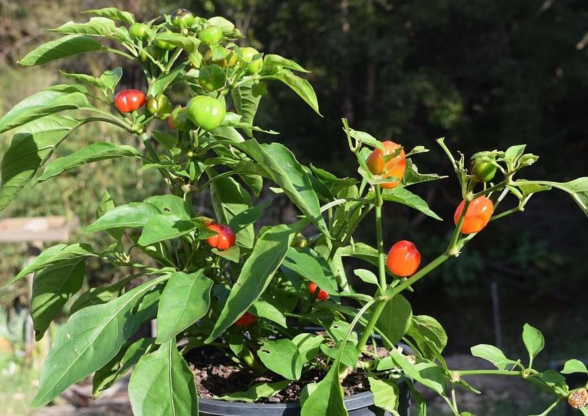 Maladies et ravageurs de Poivron