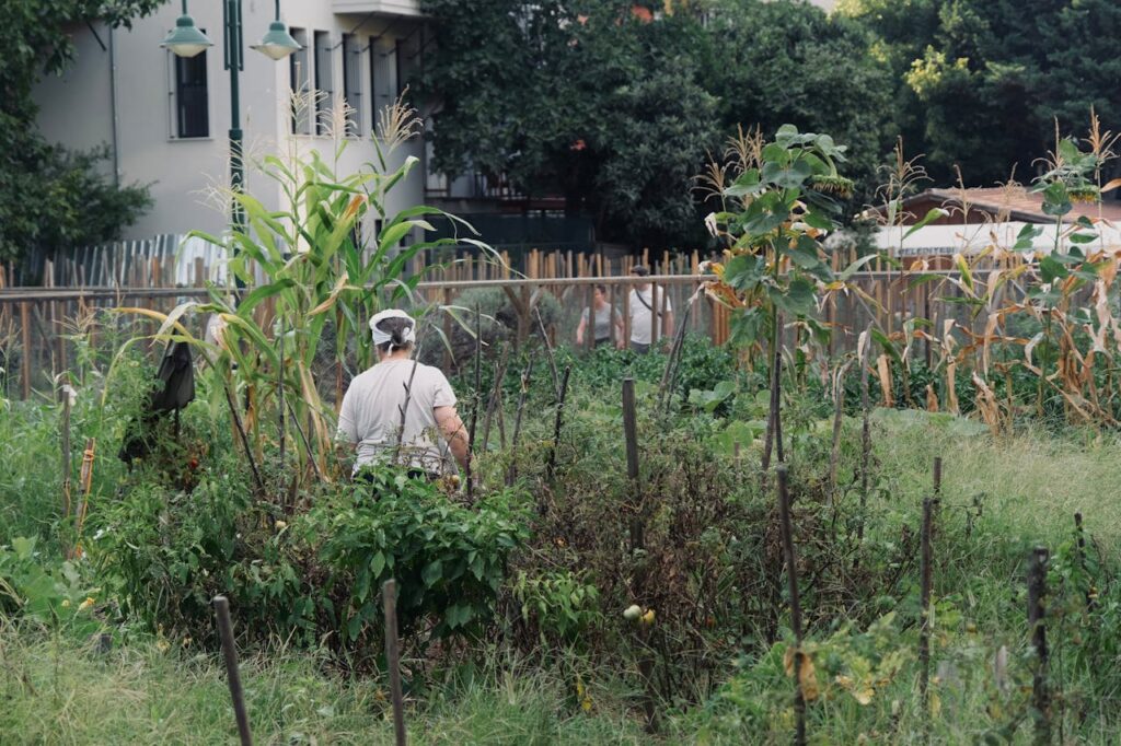 Agriculture urbaine