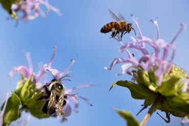 Maladies et ravageurs de la Pastèque : 9 exemples importants