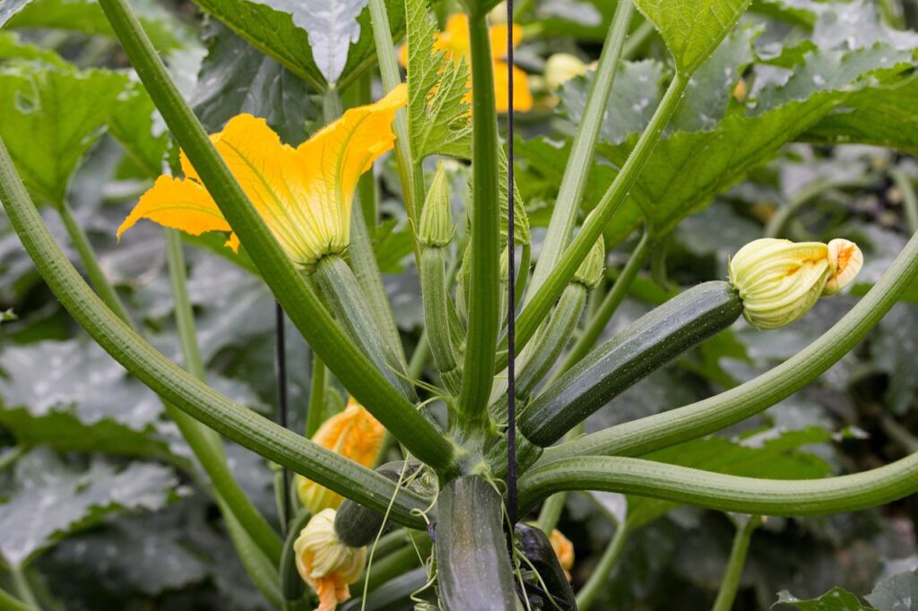 Maladies et ravageurs de la Courgette