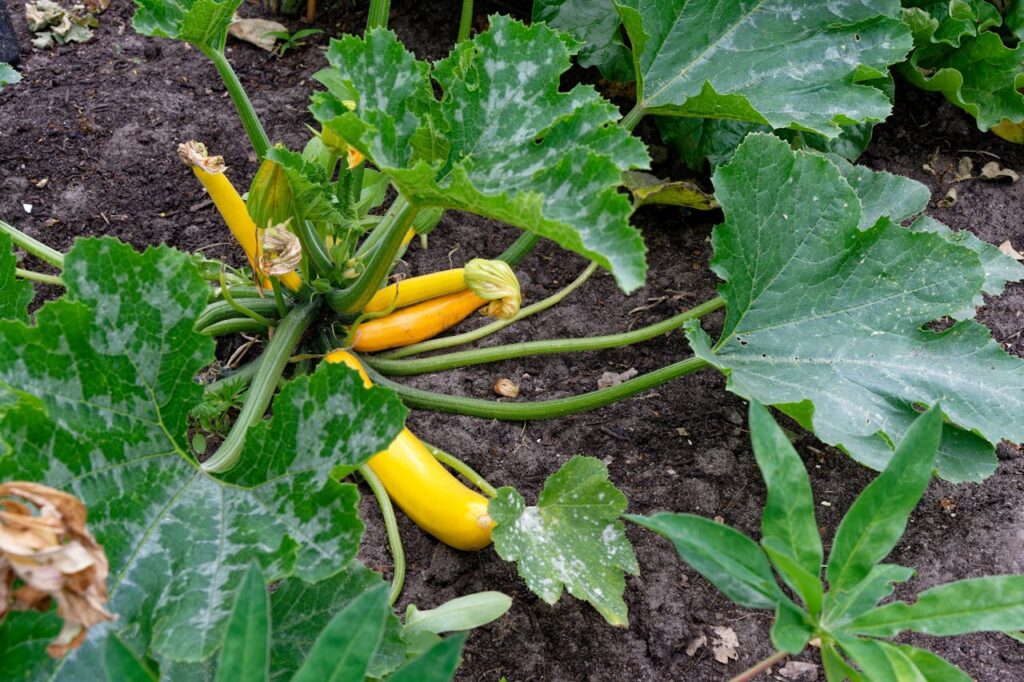 Maladies et ravageurs de la Courgette