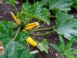 Maladies et ravageurs de la Courgette