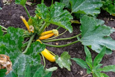 Agriculture urbaine : 3 limites importantes à savoir !