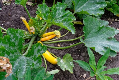 Maladies et ravageurs de la Courgette