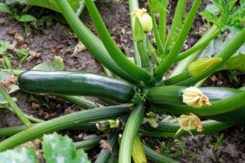 Maladies et ravageurs de la Courgette