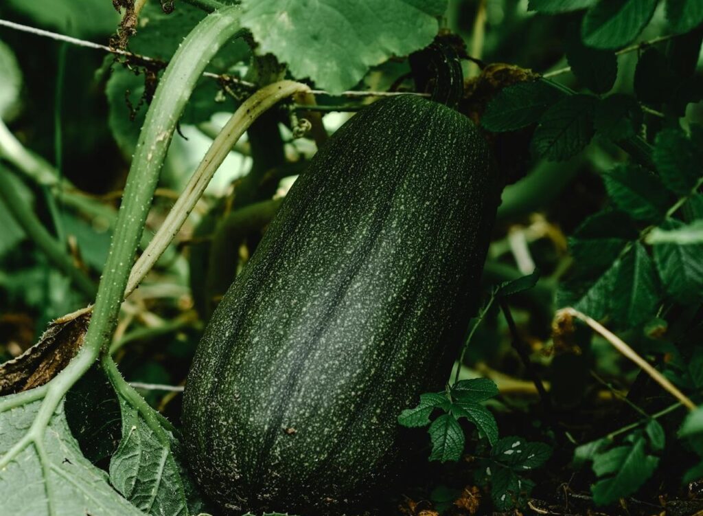Maladies et ravageurs de la Courgette
