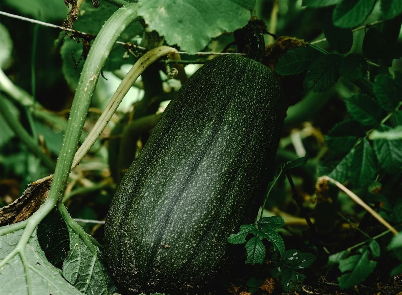 Courget Saya Rend Maladies et ravageurs de la Courgette : 11 ex. importants.