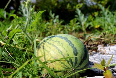 Maladies et ravageurs de la Pastèque